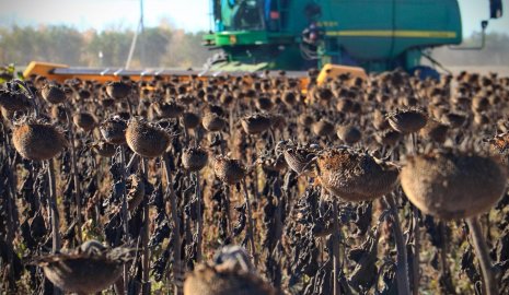 Не одной пшеницей
