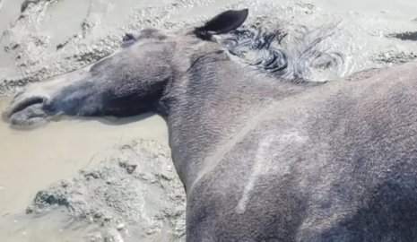 Более 100 лошадей погибли из-за непогоды в Мангистауской области