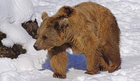 Тянь-шаньский бурый медведь проснулся раньше в этом году (ВИДЕО)