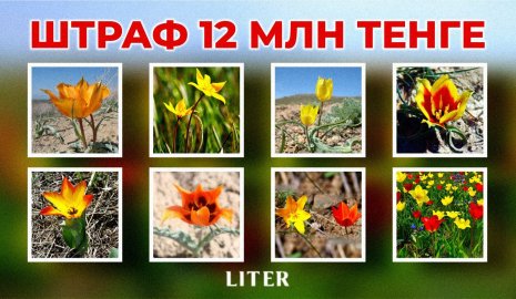 Не уверен – не рви: какие растения и грибы могут оставить вас без денег в Казахстане