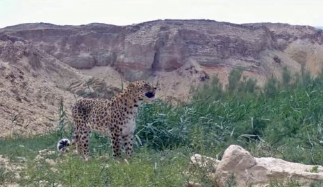 Леопард по кличке Алтынкоз вернулся в Устюртский заповедник