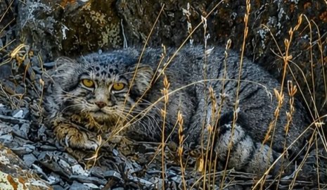 Краснокнижного хищника заметили в Чарынском нацпарке