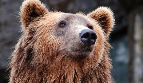 Медведь ворвался в дом россиян в США и разгромил кухню