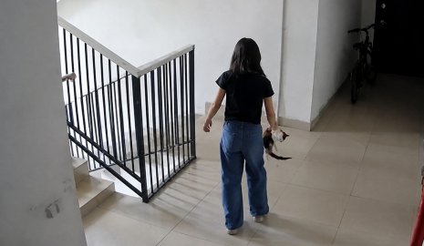 Кошку сбросили с пятого этажа в Актау