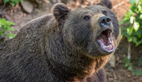 Медведь прокусил телефон, но испугался взрыва: подросток выжил после нападения хищника на пасеке в Алтае