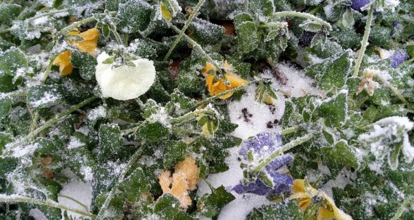 На почве заморозки до -4°С: что ждать от погоды в Астане