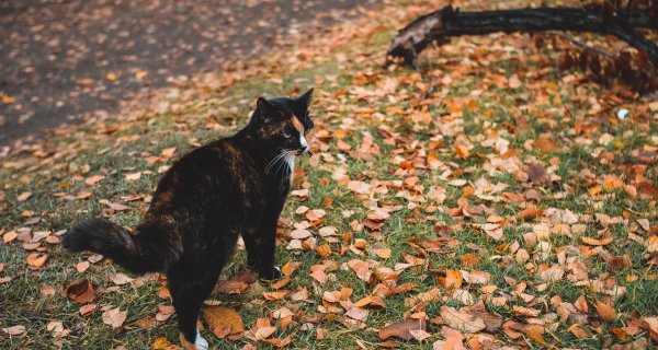 От гололеда до пожаров: Казахстан ждут резкие погодные контрасты