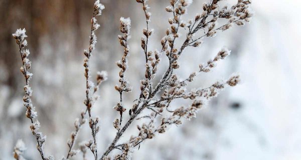 Как изменится погода в Шымкенте