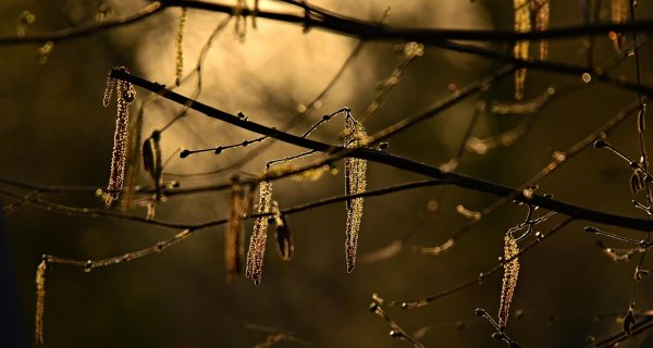 Какой будет весна 2026 года в Алматы и Алматинской области