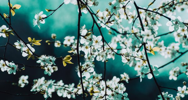 Как казахстанцы отдохнут на Наурыз в 2026 году