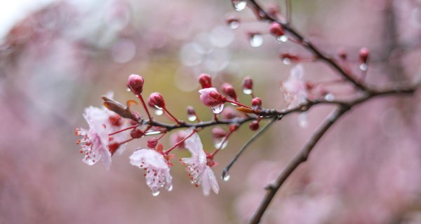 Холодный атмосферный фронт принесет дожди и грозы в Алматы
