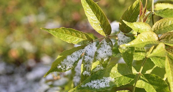 В Астане после заморозков потеплеет до +24