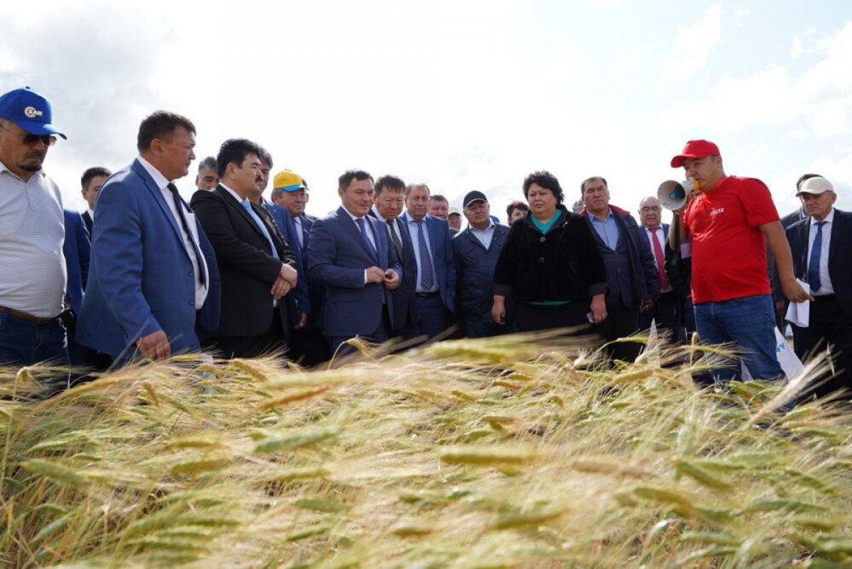 В Акмолинской области ждут хороший урожай