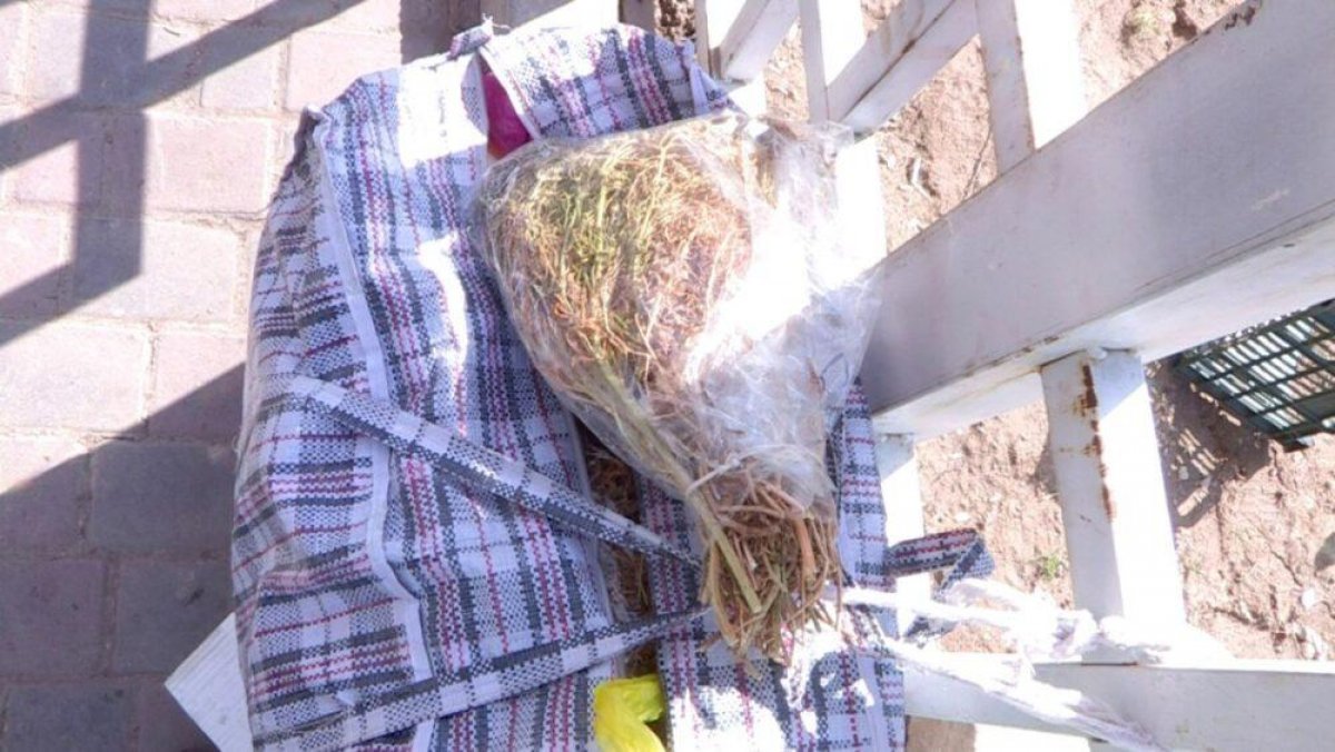 На базарах Шымкента скупают адыраспан