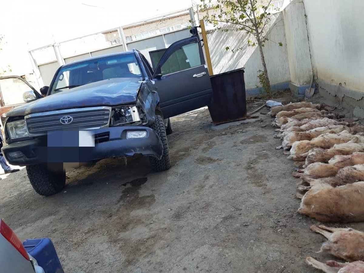 Полсотни туш сайгаков нашли в автомобиле браконьеров в Кызылординской области