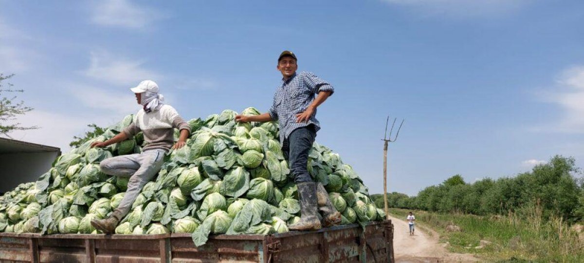 "Капустный кризис" в Туркестанской области: 500 тонн экспортируют в Беларусь