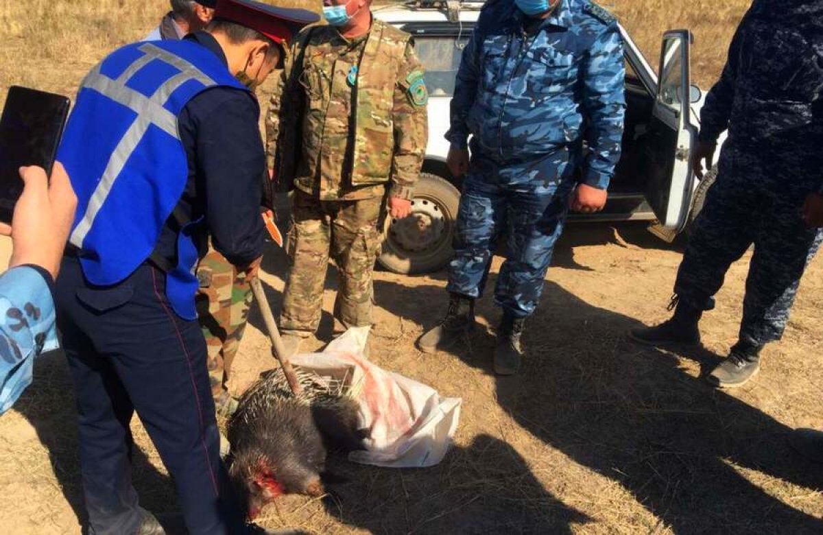 Браконьеры убили индийского дикобраза в Жамбылской области