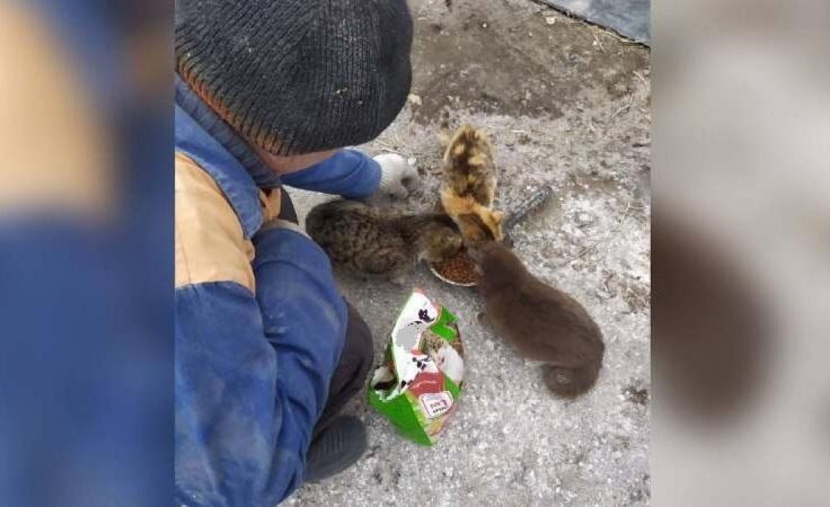 Бывший заключенный стал лучшим другом бездомных кошек и собак в Павлодаре