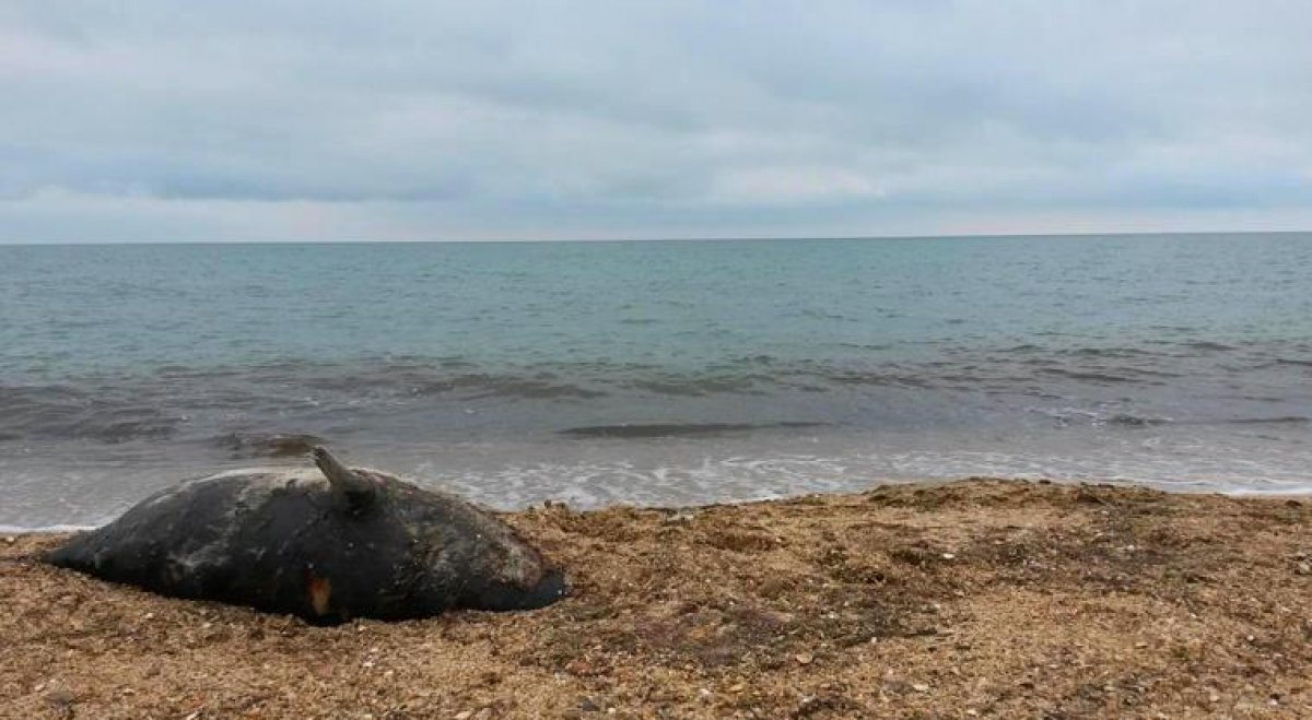 Я такого не видел никогда: на берегу Каспийского моря обнаружили 150 погибших тюленей