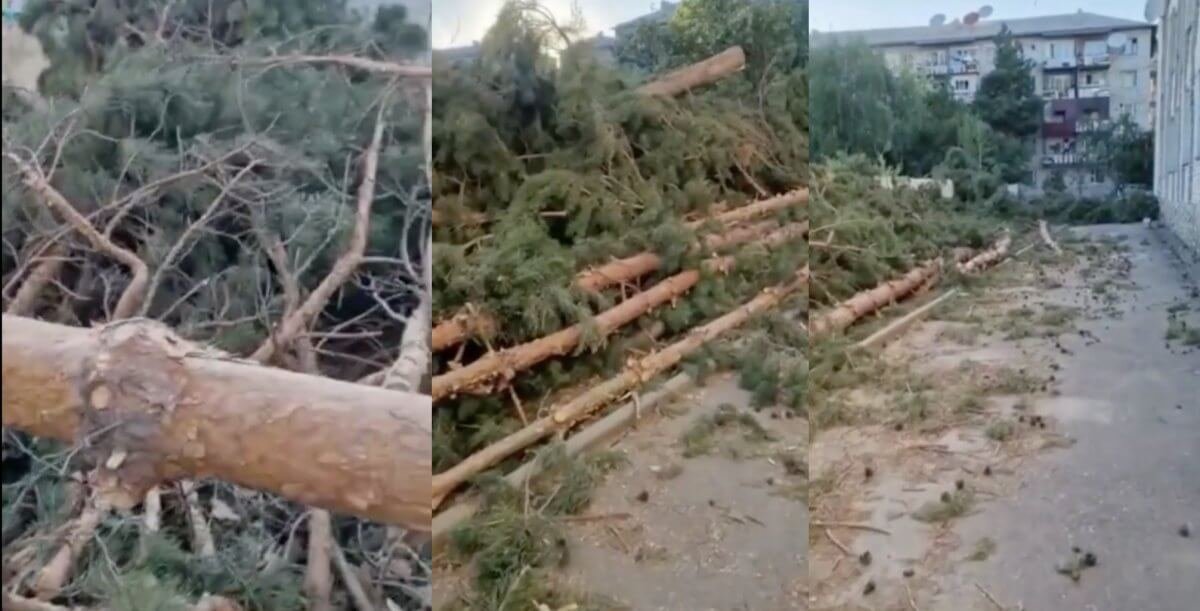 Сосновую аллею вырубили под корень на территории школы в Текели (ВИДЕО)