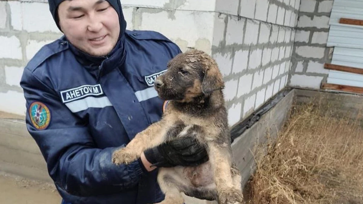 Спасатели Актобе вытащили щенка из колодца (ВИДЕО)