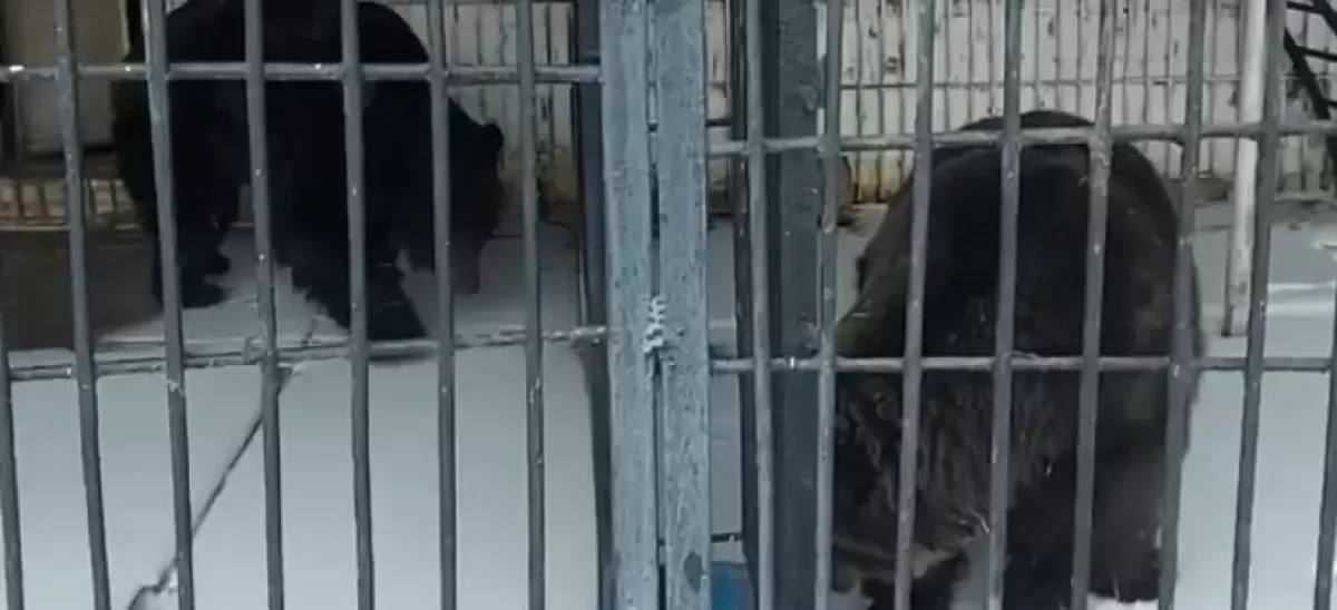 Медведи проснулись раньше времени в биоцентре Семея (ВИДЕО)