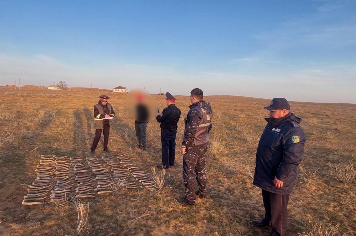 Порядка 140 рогов сайги закопал во дворе дома житель Атырауской области