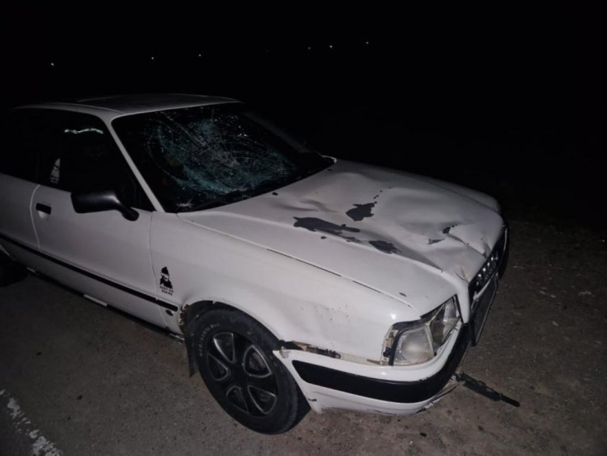 Автомобилист попал в ДТП с лошадьми на павлодарской трассе