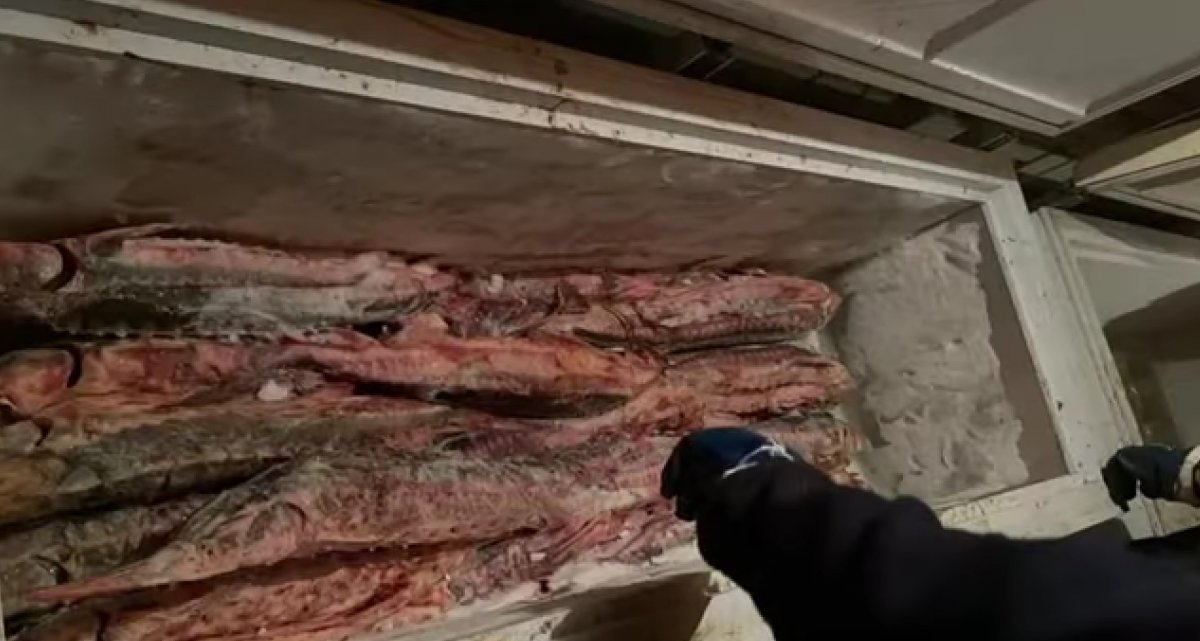 Жители ЗКО поставляли рыбу по поддельным документам на рынки Уральска (ВИДЕО)