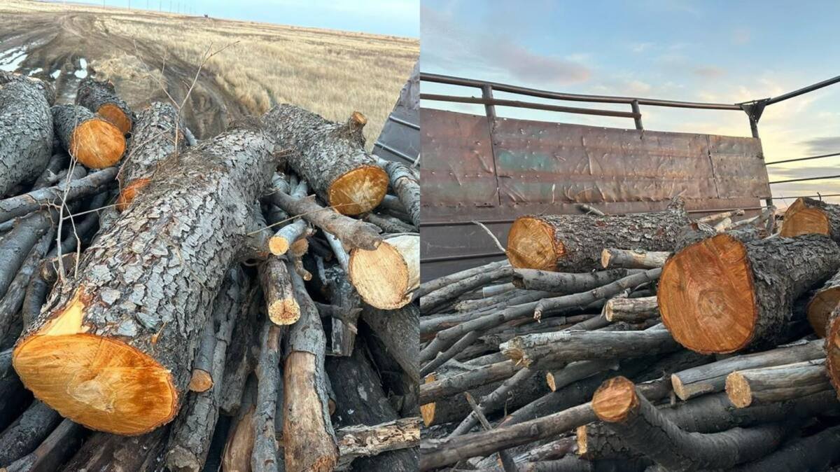Краснокнижные деревья порубили на дрова актюбинские сельчане