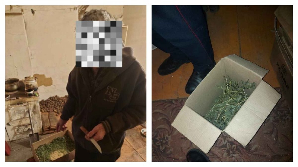 Полезно для здоровья: кашу из конопли варил житель Костанайской области