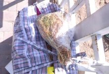На базарах Шымкента скупают адыраспан