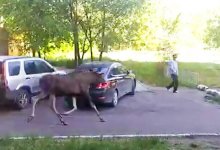В Темиртау весь день ловили лося: Что станет с заблудившимся животным, рассказали в УЧС