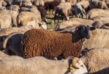 Чужой скот на 28,5 млн тенге продал пастух в Туркестанской области