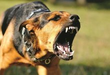 Собаки до смерти загрызли шестилетнюю девочку в Сатпаеве