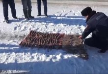 В ЗКО у браконьеров изъяли более 700 рогов сайгаков