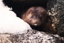 Уничтоженных из-за коронавируса норок эксгумируют в Дании
