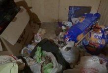 Антисанитария и 19 кошек: девочку-маугли нашли на подмосковной даче