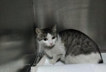 Казахстанцы замуровали кошек в подвале многоэтажки. Одна из них умерла