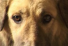 Сельчанин каждый день ждет свою собаку на трассе Алматы