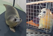 Спасенного месяц назад детеныша тюленя выпустили в Каспийское море