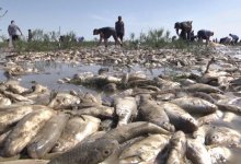 Рыба массово гибнет в Атырауской области