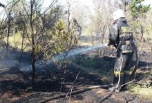 Пожар в лесопосадке: деревья и трава сгорели близ Караганды