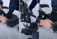 В Актобе пожарные спасли кошку и восхитили Казнет