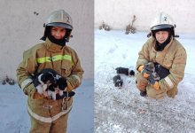 Бездомных щенят спасли пожарные в Экибастузе