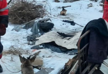 В Усть-Каменогорске спасение раненой косули засняли на видео