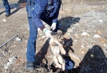Щенка, упавшего в колодец, спасли в Усть-Каменогорске