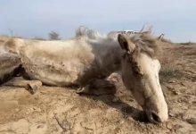 Минсельхоз назвал причину массовой гибели лошадей в Атырауской области
