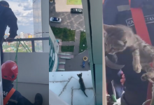 Застрявшего на 22 этаже маленького котенка спасли в столице (ВИДЕО)