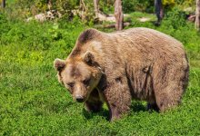 Голодные дикие медведи объедают жителей ВКО